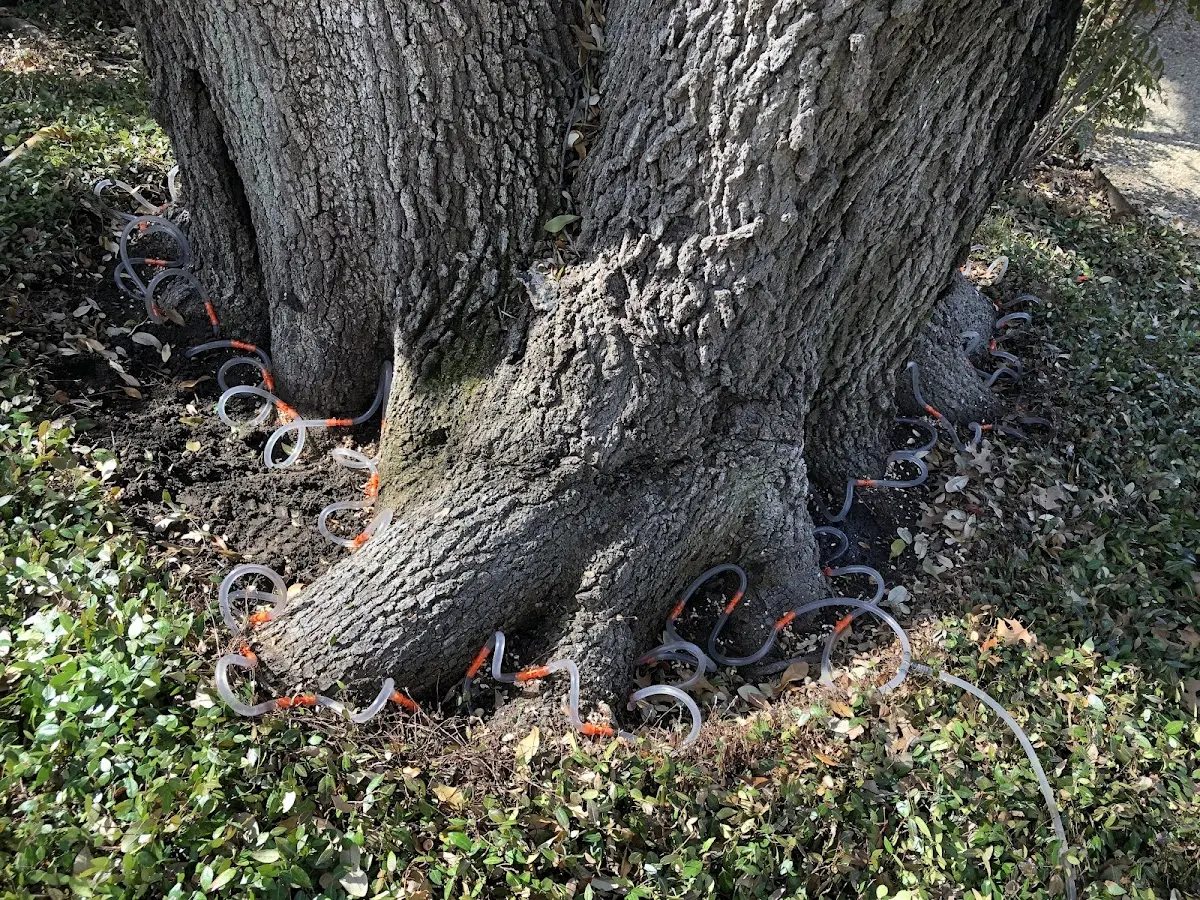Detailed Tree Cabling and Bracing job site in Secretary