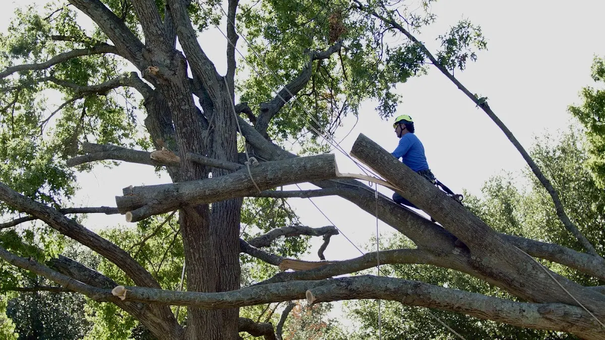 Professional Crown Thinning performed by certified arborists in Secretary
