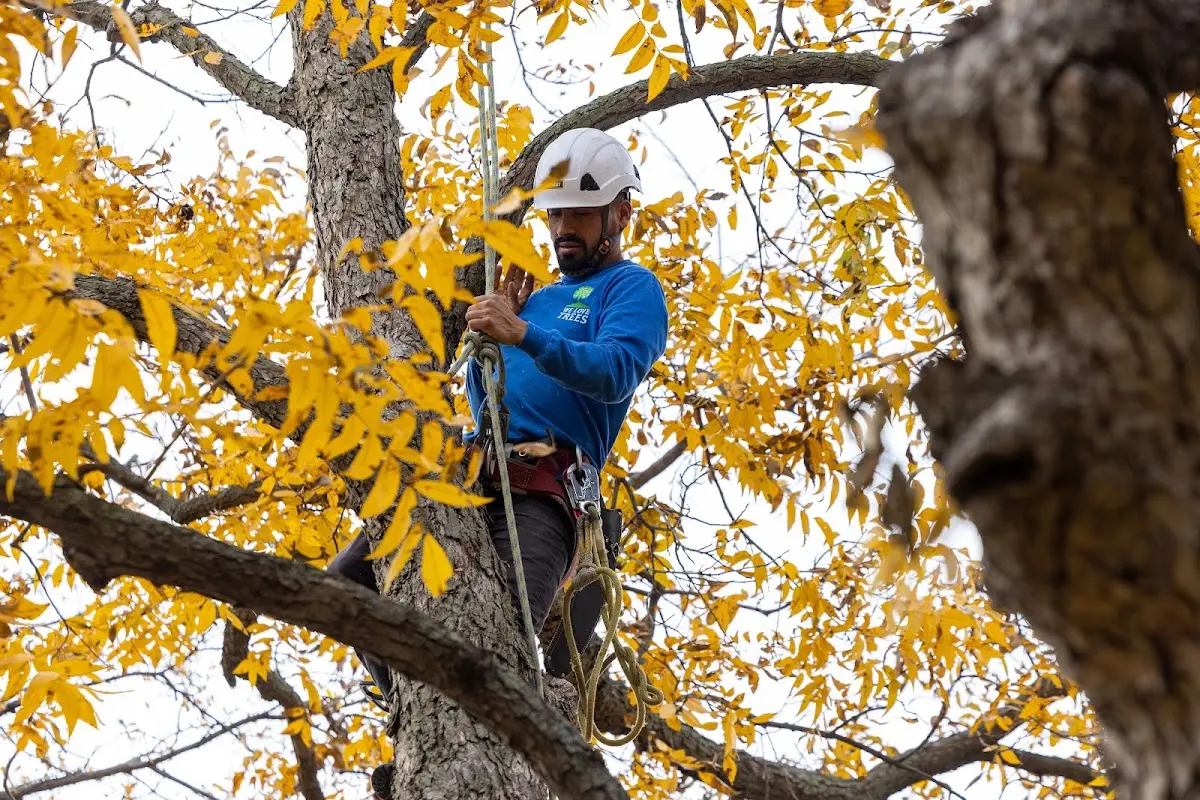 Skilled Tree Transplanting crew working in Secretary