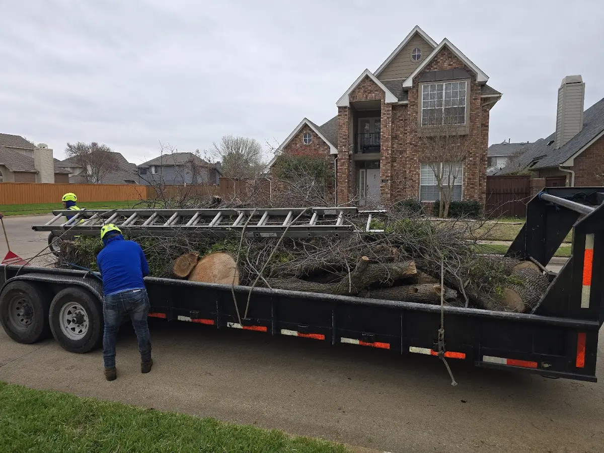 Expert Tree Removal with proper safety equipment in Secretary